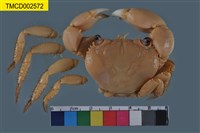 藏品(光手酋婦蟹)的圖片